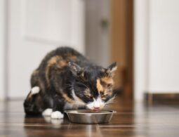 gato comiendo pescado