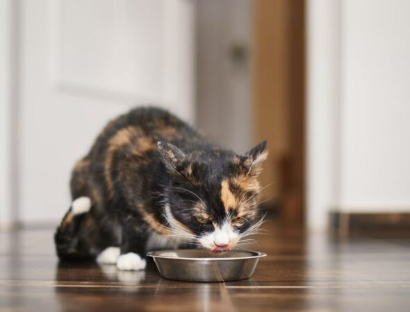 gato comiendo pescado